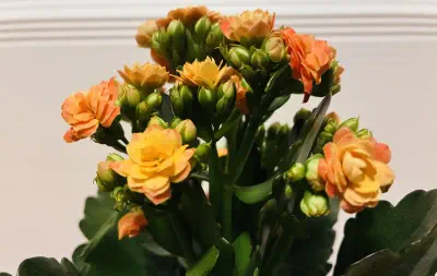 Kwiatek na Dzień Edukacji Narodowej